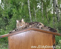 On top of her house