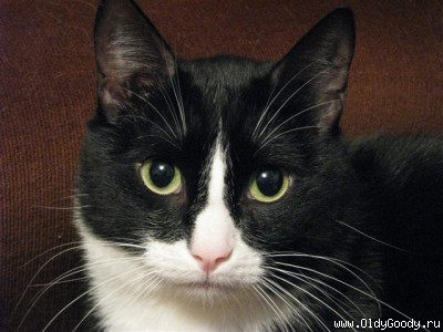 Tom-cat Fofan
