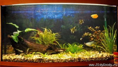 Aquarium fish