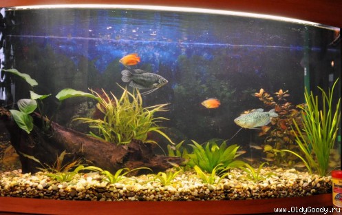 Underwater world