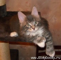 9 weeks