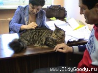 на судействе