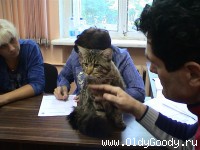 на судейском столе