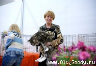And how do coon-breeders drag them?!