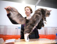 Here is genuine coon tail!