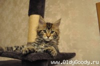 9 weeks