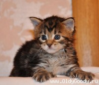 3 weeks
