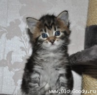 4 weeks