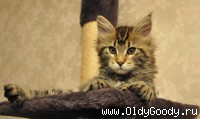 9 weeks