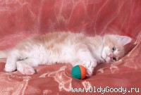 Ваня 8 недель