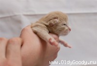 4 дня