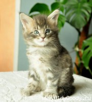 6 недель