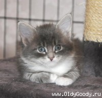 6 weeks