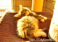 Sunny kitten