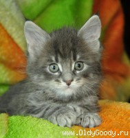 6 weeks
