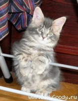 10 weeks
