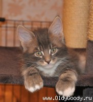 10 weeks