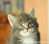 6 weeks