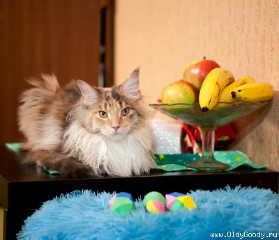 TICA CH OldyGoody Elisabeth