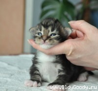 2 недели