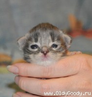 1 неделя