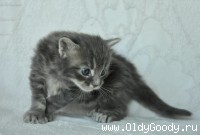 1 месяц