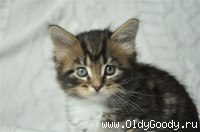 6 weeks