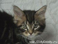 8 weeks