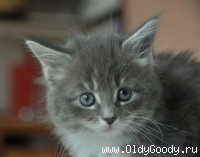 6 weeks