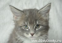 8 weeks