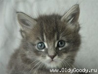 6 weeks