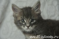 8 weeks