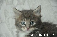 6 weeks