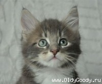 8 weeks