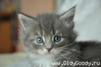 6 weeks
