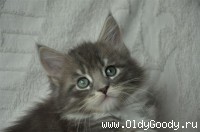 8 weeks