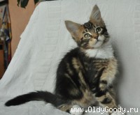 10 weeks