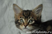 8 weeks