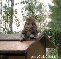 Миниатюра Сфинкс